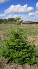 Korėjietiškas kėnis